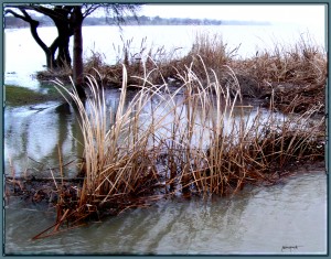 Cattail reeds during flood Cattail Reeds