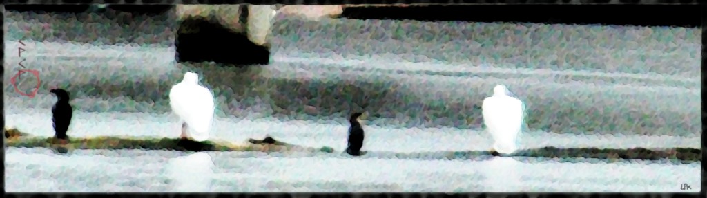 CPCP Cormorants and Pelicans